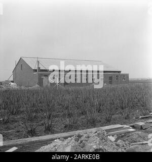 Ex-ostriche coltivatori a Yerseke raccogliere i primi funghi, la serra visto da fuori Data: 19 febbraio 1964 luogo: Yerseke, Zeeland Parole Chiave: MACHONGROWN Foto Stock