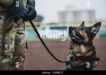 200108-N-NB144-0063 YOKOSUKA, Giappone (gennaio 8, 2020) gli addestratori militari del cane di lavoro dall'esercito degli Stati Uniti, dalla marina e dall'aeronautica, si riuniscono per una giornata di addestramento congiunto con il loro K-9s al comandante, attività della flotta Yokosuka, Giappone. I MMD svolgono un ruolo importante alla base a cui sono assegnati, proteggendo i beni pubblici eseguendo il rilevamento di armi, bombe e farmaci in tutta l'installazione. (STATI UNITI Foto Navy di Taylor Curry) Foto Stock