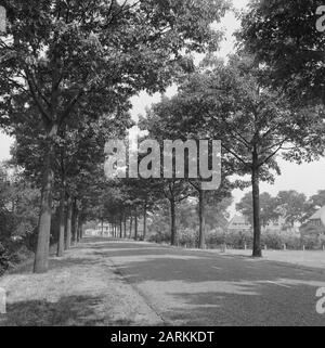 Road planting, Oak, american, coudewater Data: Unundated Location: Noord-Brabant, Rosmalen Parole Chiave: American, Oak, Road planting Nome personale: Coudewater Foto Stock