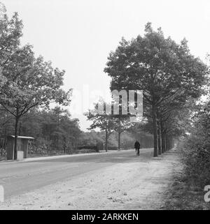 Impianto stradale, rovere, americano, mariaoord Data: Non coordinate posizione: Noord-Brabant, Rosmalen Parole Chiave: American, Oak, Road planting Nome personale: Mariaoord Foto Stock