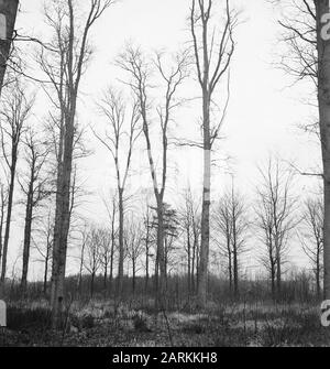 Potatura, quercia, tenute, ulenpas Data: Febbraio 1950 Parole Chiave: Quercia, tenute, potatura Nome personale: Ulenpas Foto Stock