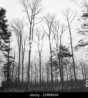 Potatura, quercia, tenute, ulenpas Data: Febbraio 1950 Parole Chiave: Quercia, tenute, potatura Nome personale: Ulenpas Foto Stock