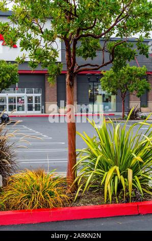 Alberi di Madrone (Arbutus menziesii) con la loro corteccia rossa impressionante usata per abbellire il paesaggio ad un centro commerciale in Fremont California USA Foto Stock