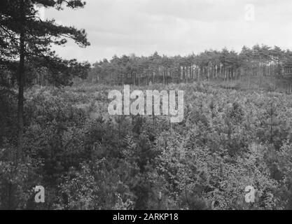 Piantare giovane in una foresta Data: Maggio 1957 luogo: Arnhem Parole Chiave: Piantare misto, piantare giovane Nome personale: De fattoria selvaggia Foto Stock