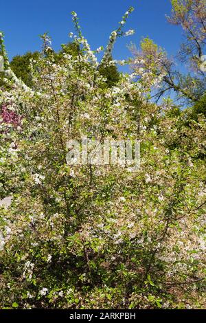 Bianco fioritura Prunus x eminens 'K Carmine Jewel' - Nano Sour Cherry Tree in primavera, Montreal Botanical Garden, Quebec, Canada. Foto Stock