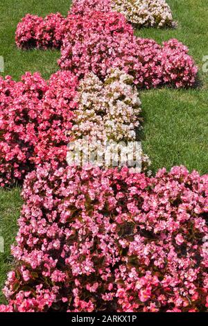 Letti di Begonias rosso, rosa e bianco su un verde erba parterre in estate Foto Stock