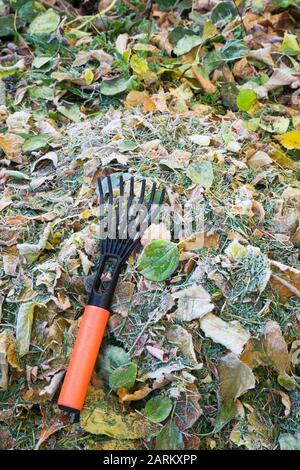 Rastrello a mano su un mucchio di erba tagliata, Syringa vulgaris - Lilac e Fraxinus vellutina - Velvet foglie di cenere ricoperte di brina mattutina Foto Stock