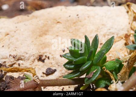 Un harwothia piccolo che cresce succulente in un giardino del cortile. Foto Stock