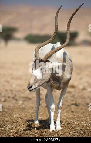 Addax (Addax nasomaculatus), una specie a rischio critico nella riserva naturale di Yotvata Hai-Bar, centro di allevamento e riacclimatazione, deserto del Negev, Israele Foto Stock