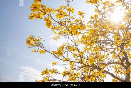 Tabebuia vellosoi tree. Trovato in tutte le regioni del Brasile, appartenente alla famiglia dei Bignoniáceas. Legno chiaro e albero ornamentale, essendo il simbolo dell'albero Foto Stock