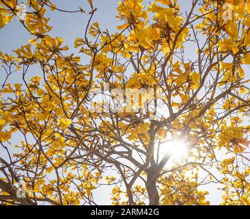 Tabebuia vellosoi tree. Trovato in tutte le regioni del Brasile, appartenente alla famiglia dei Bignoniáceas. Legno chiaro e albero ornamentale, essendo il simbolo dell'albero Foto Stock