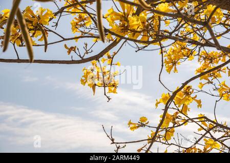 Tabebuia vellosoi tree. Trovato in tutte le regioni del Brasile, appartenente alla famiglia dei Bignoniáceas. Legno chiaro e albero ornamentale, essendo il simbolo dell'albero Foto Stock