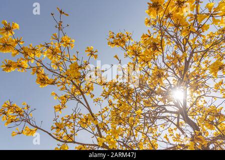 Tabebuia vellosoi tree. Trovato in tutte le regioni del Brasile, appartenente alla famiglia dei Bignoniáceas. Legno chiaro e albero ornamentale, essendo il simbolo dell'albero Foto Stock