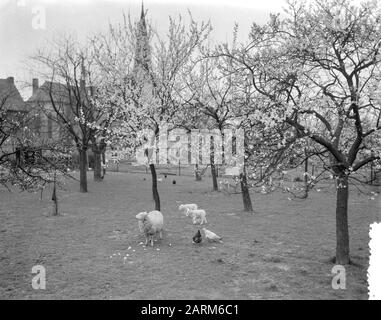 Primi fiori nel Limburgo meridionale. Berg En Terblijt Data: 28 Marzo 1957 Località: Berg En Terblijt, Zuid-Limburg Parole Chiave: Bloesem Foto Stock