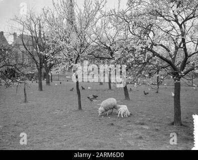 Primi fiori nel Limburgo meridionale. Berg En Terblijt Data: 28 Marzo 1957 Località: Berg En Terblijt, Zuid-Limburg Parole Chiave: Bloesem Foto Stock