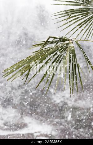 Alberi di palma nella nevicata. Grandi scaglie di neve bianca su foglie verdi di palme. Tempo insolito nei tropici. Cambiamento climatico. Foto Stock