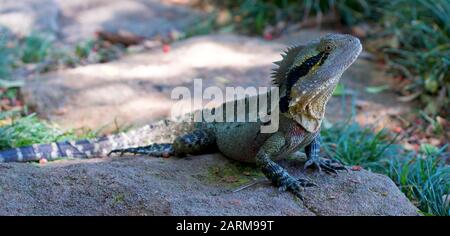 Bella acqua australiana Dragon lizard (Intellagama lesueurii, ex Physignathus lesueurii), Foto Stock