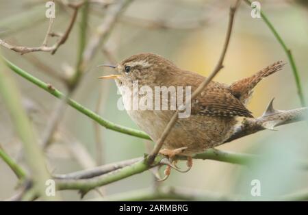 Un bellissimo Wren, Troglodytes troglodytes, che si stringe in un cespuglio di spina che canta. Foto Stock