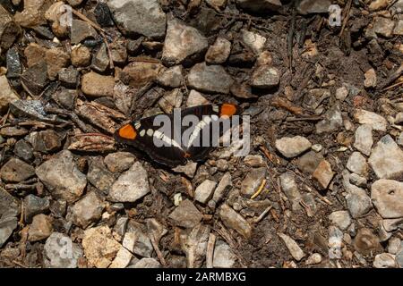 California sorella Adelpha californica farfalla si riscalda nel sole del deserto vicino a Las Vegas, Nevada, USA/ Foto Stock