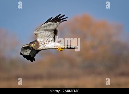 Northern Harrier Foto Stock