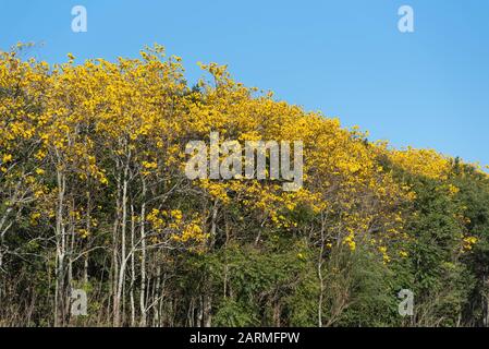 Tabebuia alberi, popolarmente noto come ipê, è la più comune neotropical in genere il Bignoniaceae famiglia. Essendo il fiore nazionale del Brasile. Foto Stock