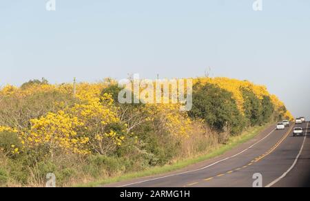 Tabebuia alberi, popolarmente noto come ipê, è la più comune neotropical in genere il Bignoniaceae famiglia. Essendo il fiore nazionale del Brasile. Foto Stock