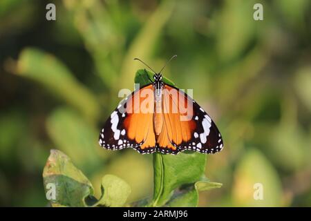 ritratto di farfalla tigre in primavera da jaipur Foto Stock