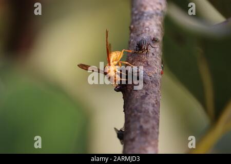 micro colpo di vespa arancione in natura Foto Stock