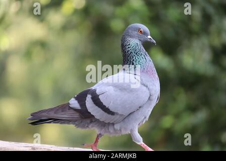 svegliarsi sul lato roccia vista piccione nel prato, bird waking Foto Stock