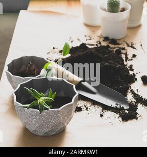 Giardinaggio casa paesaggio. Trapiantando varie piante verdi di cactus succulente in pentole sullo sfondo di carta artigianale con pieghe . Piazza fr Foto Stock