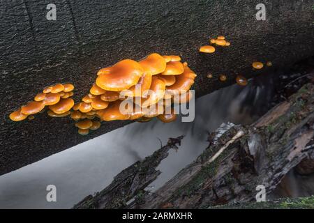 Fungo commestibile Flammulina che cresce su tronchi di albero. Foto Stock