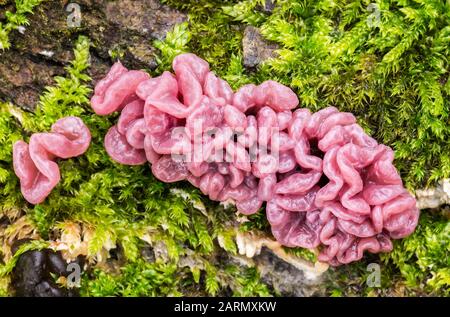 Fungo parassita Ascocoryne crescere su tronchi di albero. Foto Stock