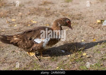 Anatra muscovy solitaria (Cairina moschata) a piedi nel cortile di pollame alla ricerca di alcuni alimenti biologici sul terreno in stagione autunnale Foto Stock