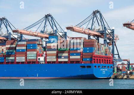 Rotterdam, Paesi Bassi - 30 luglio 3019: COSCO SHIPPING SCORPIO una grande nave con container situata nel porto di Rotterdam in fase di sbarcamento Foto Stock