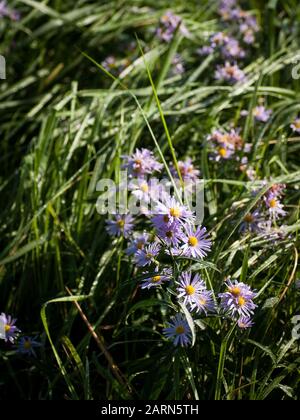 New York aster flower, Symphyotrichum novi-beggii, primo piano, in un prato Foto Stock