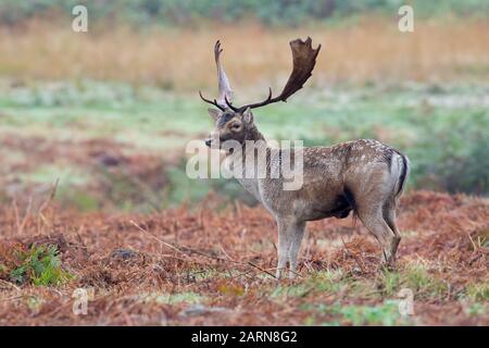 Fallow Deer Buck (Dama dama) nel rut autunno Foto Stock