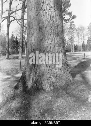 Rovere, estate sgendthrow Data: Unundated luogo: Noord-Brabant, Sint-Michielsgestel Parole Chiave: Oak Nome Della Persona: Estate sevendthrow Foto Stock
