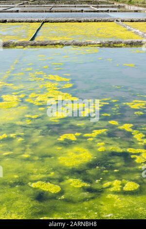 Alghe in salina, Aveiro, Beira Littoral, Portogallo Foto Stock