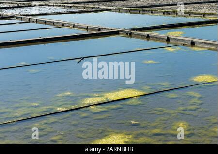 Alghe in salina, Aveiro, Beira Littoral, Portogallo Foto Stock