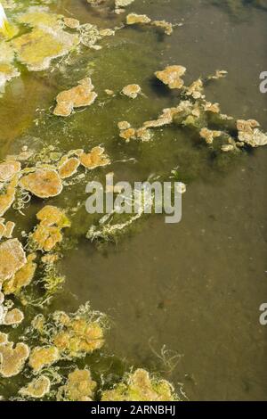 Alghe in salina, Aveiro, Beira Littoral, Portogallo Foto Stock