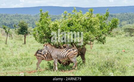 Un gruppo di zebre di Burchell cerca riparo dal sole sotto un piccolo albero nel Parco Nazionale Kruger in Sud Africa Foto Stock