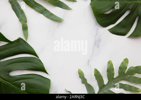 La giungla d'attualità lascia su un moderno sfondo di marmo Foto Stock