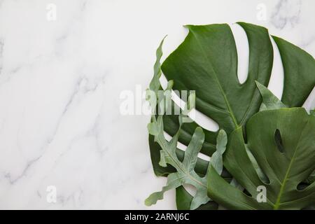 La giungla d'attualità lascia su un moderno sfondo di marmo Foto Stock