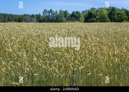 Campi di segale nella contea di Gryfice, Voivodato della Pomerania occidentale della Polonia Foto Stock