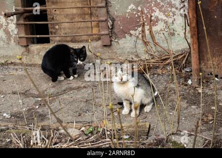 Due gattini bianchi e neri vicino alla casa Foto Stock