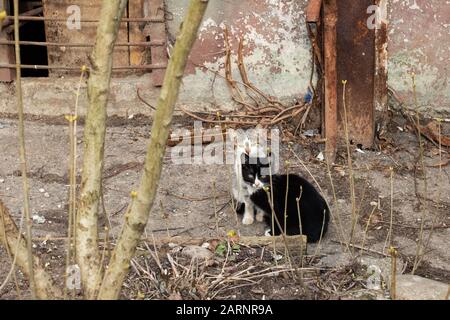 Due gattini bianchi e neri vicino alla casa Foto Stock