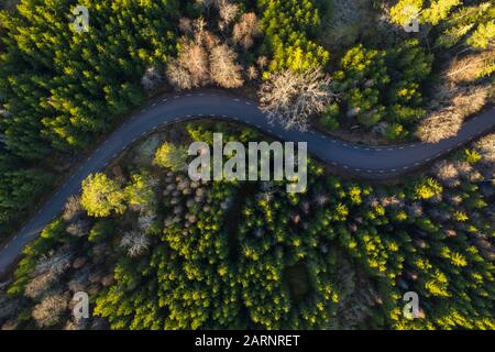 Una strada molto tortuosa si snoda attraverso la fitta foresta di Östergötland, nel centro della Svezia. Basso sole e alberi sparsi in autunno Foto Stock