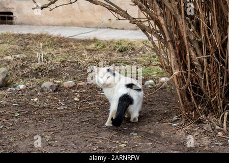 Gatto bianco senzatetto vicino al cespuglio Foto Stock