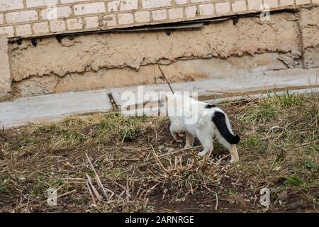 Gatto bianco senzatetto vicino al cespuglio Foto Stock