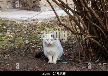 Gatto bianco senzatetto vicino al cespuglio Foto Stock